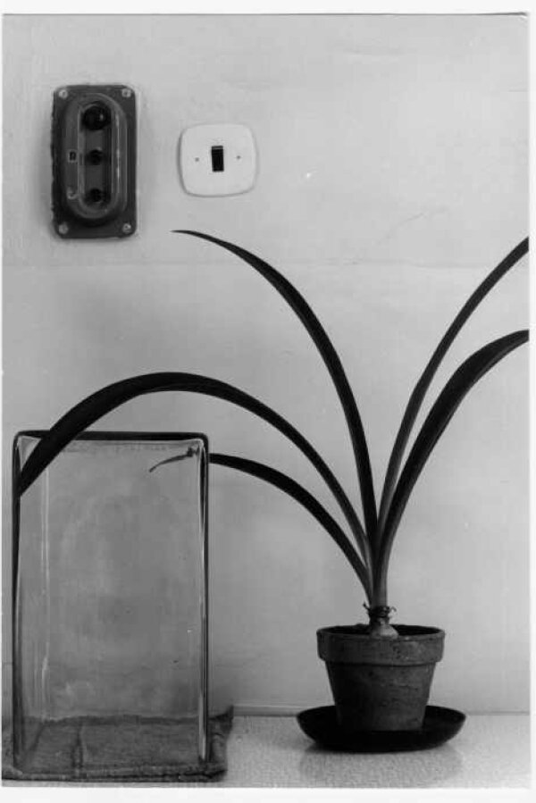 Marie Kratochvílová, z cyklu Botanika. Přírodovědné pracoviště. 1979